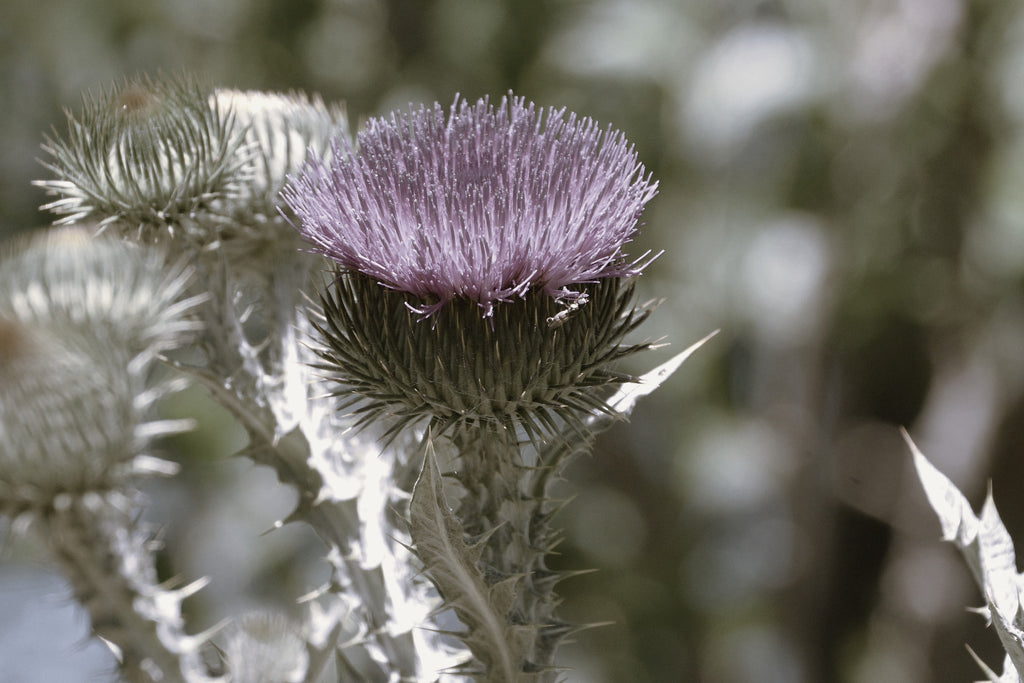 Bull Thistle Wildflower Blossom Honey (Idaho)
