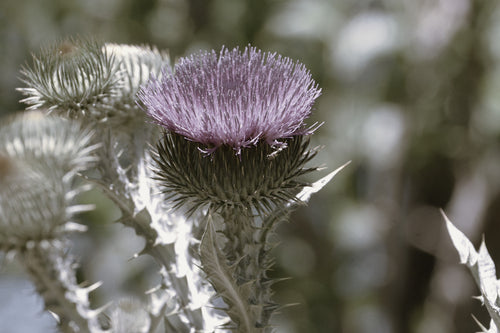 Bull Thistle Wildflower Blossom Honey (Idaho)